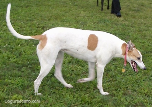 A white with tan Greyhound is walking across a grassy yard. Its head is down and its mouth is open